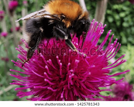 Busy bumble bee collecting its pollen from this Cirsium 