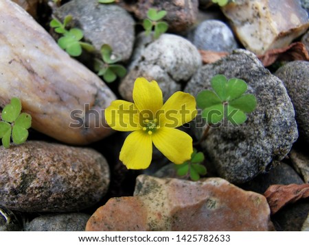 Wild yellow flower in the middle of stones 