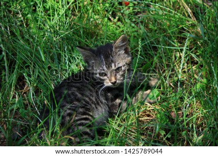 kittens playing in the grass on the car