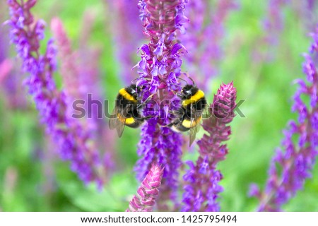 Fluffy bumblebees on fresh purple flowers of sage on a vivid green background in a beautiful sunny garden 