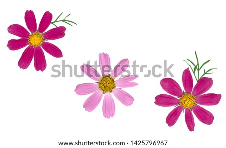 Summer flowers isolated on white, top view.