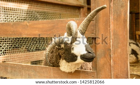 Mountain goat, mountain animal, wild goat, herbivore, beast, carrier, male in prison, captivity, cage, longing, slave, will, goat, horned beast, zoo, farm, beautiful goat