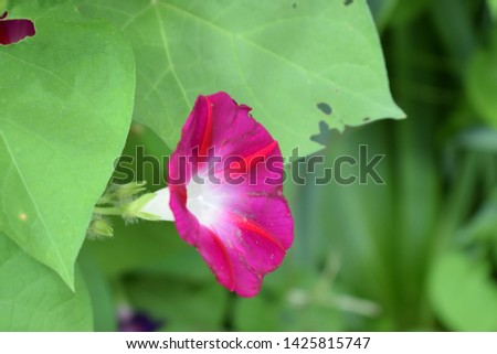 Beautiful close up image of magenta clambering plant Calystegia sepium known as hedge bindweed, Rutland beauty,  heavenly trumpets