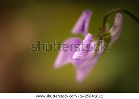 close up of purple pink flowers growing blooming in forest, design