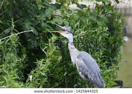 A Heron with its beak wide open