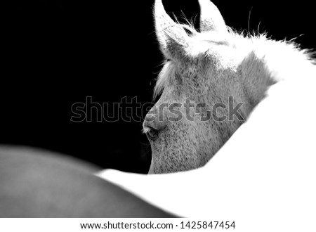 High contrast horse's eye from over the back in black and white