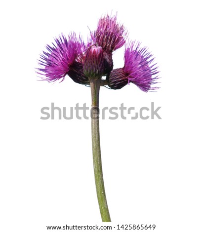 Purple flower of melancholy thistle isolated on white background. Cirsium heterophyllum