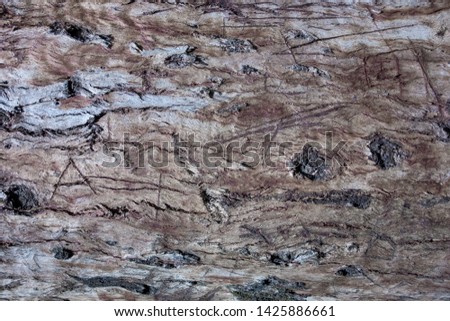 A bark  texture of a big tree in the Avila National Park (Caracas, Venezuela).