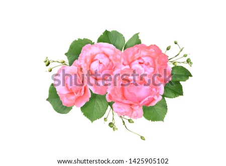 Pink rose flowers arrangement isolated on white background.  