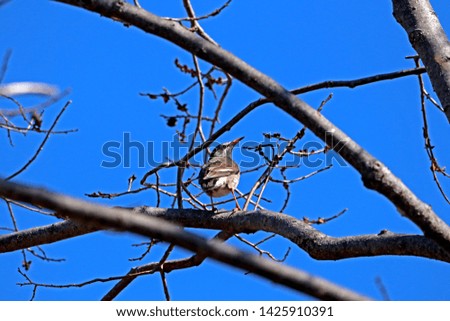 The bird on branch in blue sky