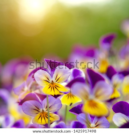 group of perennial yellow-violet Viola cornuta, known as horned pansy or horned violet
