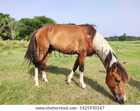 Horse running and standing and eating grass, long mane, brown horse galloping, brown horse standing in high grass in sunset ligh