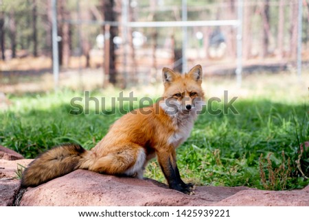 RedFox - Bearizona - National Park 