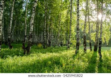 summer sunny day in a birch grove