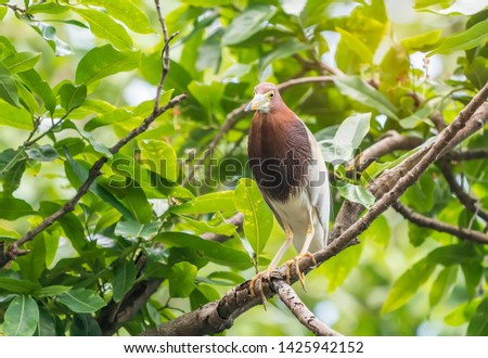 Portrait of Chinese Pond Heron
