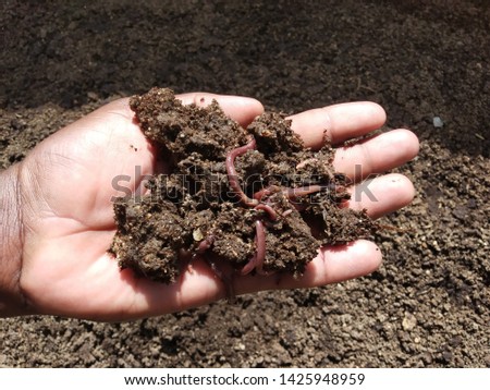 VERMICOMPOSTING WORMS HOLDING IN HANDS  Royalty-Free Stock Photo #1425948959