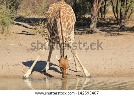 Giraffe - Wildlife from Africa - Leaning in for a drink on a game ranch in Namibia. Light and color perfect.