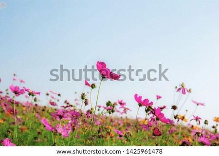 Cosmos on field with colorful at the blue sky.
