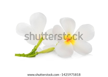 white frangipani flower isolated on white background, tropical flower