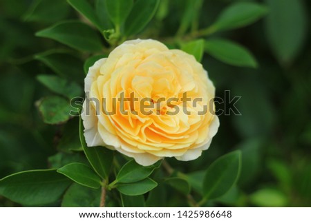 yellow rose and green leaves bokeh