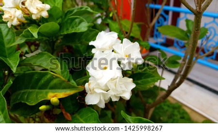 white flowers landscape. beautiful flowers and green background.