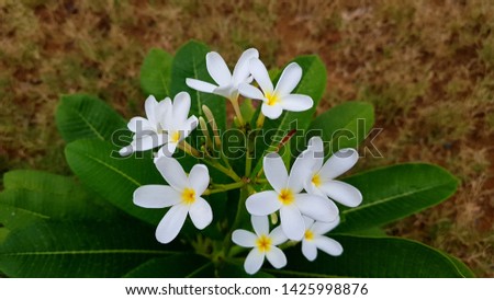 white flowers landscape. beautiful flowers and green background.