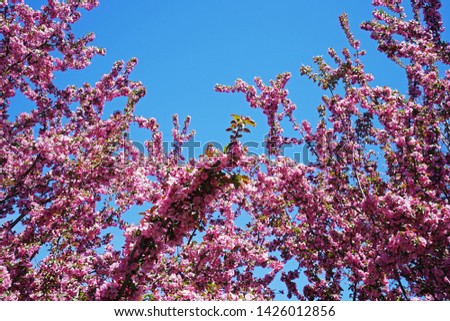 Natural landscape of blooming pink cherry blossom tree with clear blue sky