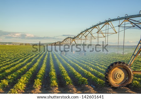 potato field irrigated by a pivot sprinkler system Royalty-Free Stock Photo #142601641