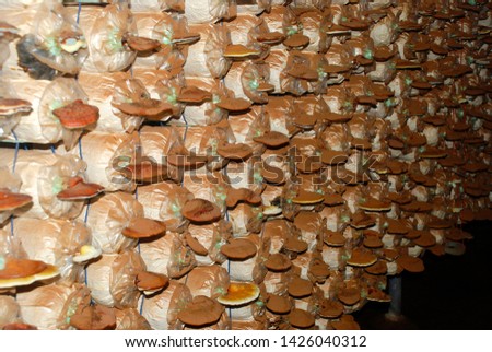 Because mushroom cultivation for commercial purposes