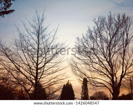 Spooky trees silhouettes at sunset with church background creepy enchanted forest fantasy night woods