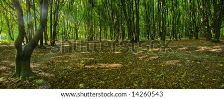 Autumn forest (huge file)