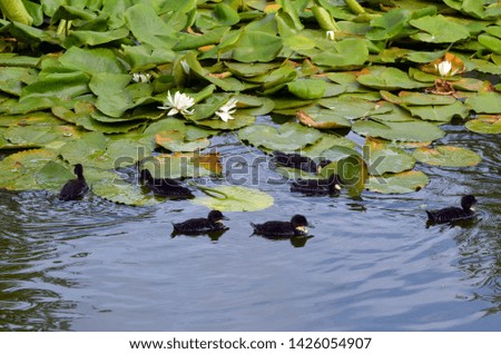 Duck family.Duck and ducklings on the pond. Eastern Europe