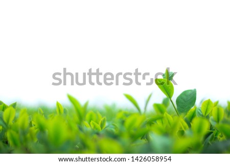 Closeup nature view of green leaf on one spot focus and blurred greenery background in garden with copy space using as background natural green plants landscape, ecology, fresh wallpaper concept