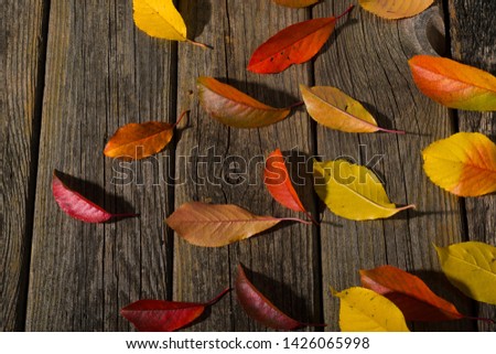 autumn leaves on old weathered wooden 