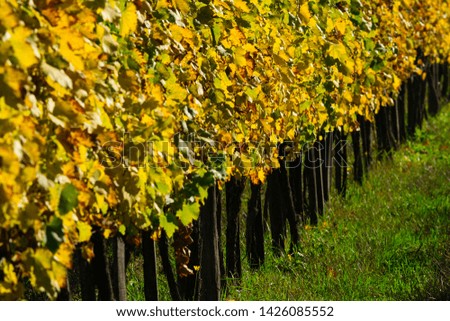 yellow vine plant leaves in october