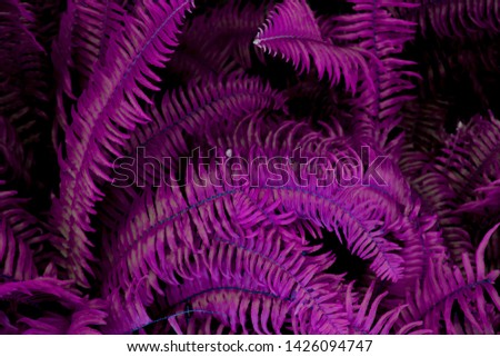 Purple leaves used for background images