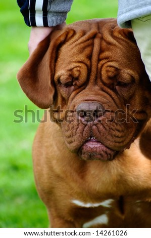 beautiful Dogue de Bordeaux (Bordeaux Mastiff) posing at a dog show