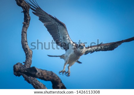 Osprey taking of from branch in search for prey,