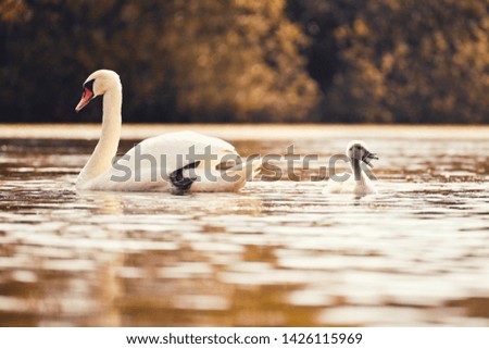 Beautiful swans with cubs on a pond. Natural colorful background with wild beautiful birds. (Cygnus)
