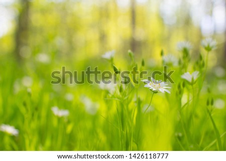 summer field with white flowers