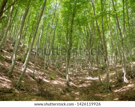 forest of Paggaio mointain at Greece