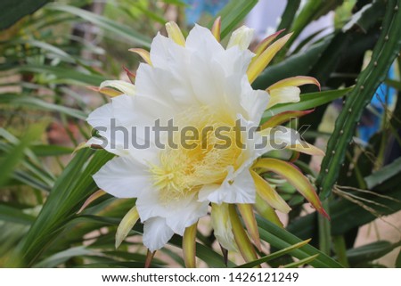 Closeup White flower Dragon fruit
in garden