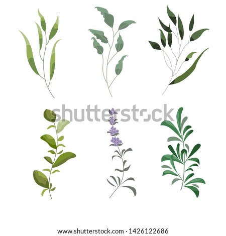 Vector designer elements setof green forest fern, tropical green eucalyptus greenery art foliage natural leaves herbs in watercolor style. Decorative beauty elegant illustration for design, wedding an