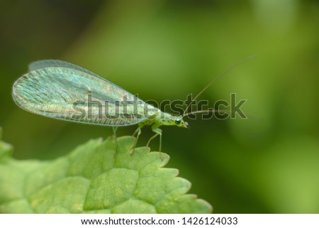 A small tiny butterfly Green lacewings, Chrysopidae with thin transparent mesh wings. Side view. Macro photography of insects, copy space, selective focus. Royalty-Free Stock Photo #1426124033