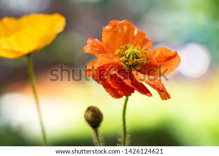 Wild poppy flower at sunset. Symbol of Remembrance Day.