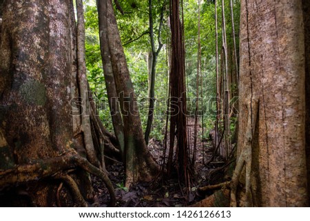 Asian tropical rainforest, forest trees, tree roots and sunshine in a green forest.