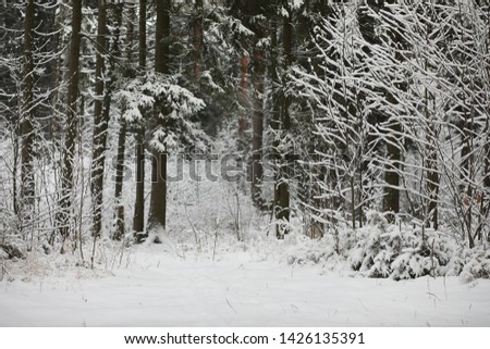 Winter landscape. Forest under the snow. Winter Park.