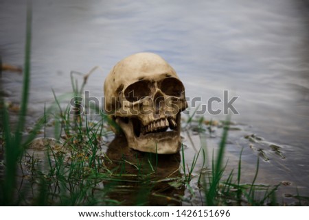 Human skull on the surface of the water in the river among the grass and algae. Fake skull close-up in the lake. A replica of a human skull for Halloween
