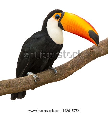 Toucan (Ramphastos toco) sitting on tree branch isolated on white background Royalty-Free Stock Photo #142615756