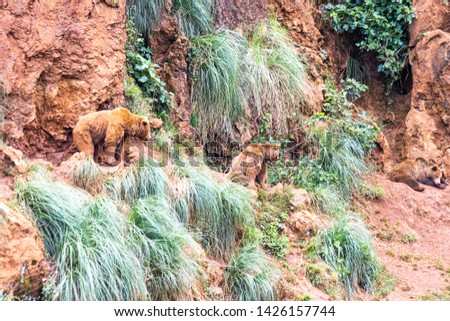 Group of bears on a mountains of the Pyrinees